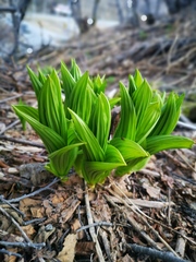 Veratrum oxysepalum