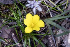 Moraea fugacissima