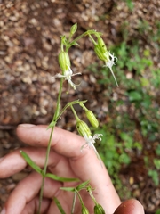 Silene lemmonii