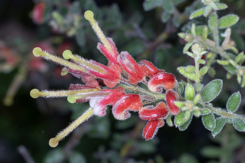 Grevillea alpina, photograph 6
