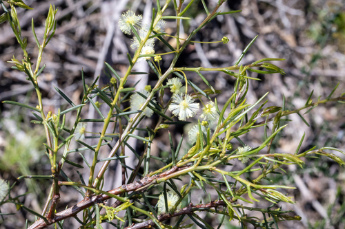 Acacia genistifolia, photograph 4