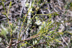 Acacia genistifolia, photograph (c) Andrew Allen, some rights reserved (CC BY)