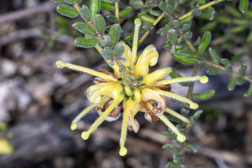 Grevillea alpina, photograph 5