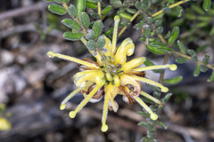 Grevillea alpina, photograph (c) Andrew Allen, some rights reserved (CC BY)