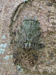 Platypleura kaempferi