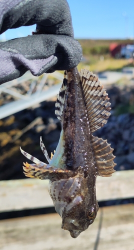 Shorthorn Sculpin