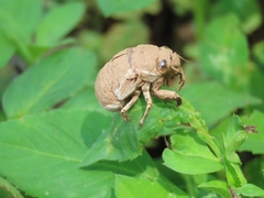 Platypleura kaempferi