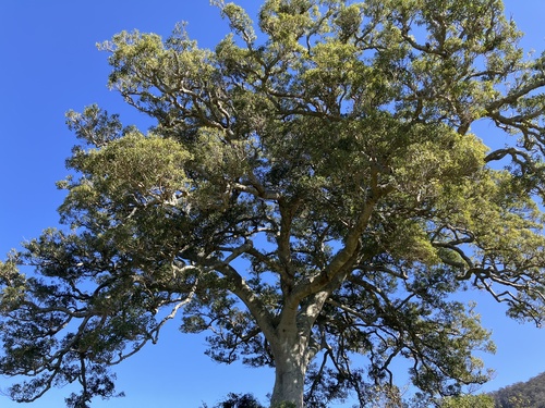 Ficus obliqua observed 2026-08-30