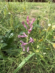Fumaria officinalis, photograph (c) Stanislav Murashkin, some rights reserved (CC BY)