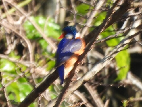 iNaturalist: (c) Richard Johnstone, some rights reserved (CC BY-NC), uploaded by Richard Johnstone iNaturalist image