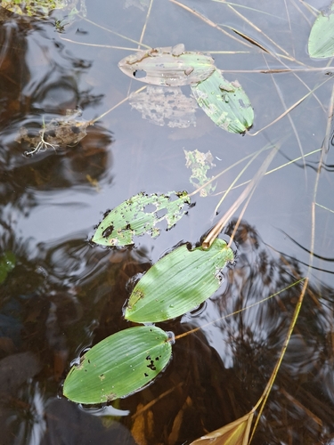 floating-leaved pondweed