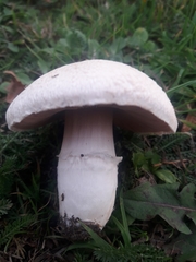 Agaricus