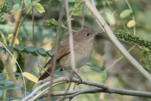 Thrush Nightingale
