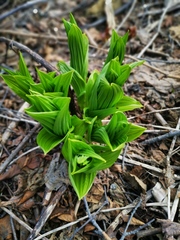 Veratrum oxysepalum