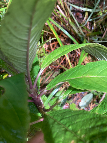 Cyanea hirtella observed 2026-08-24