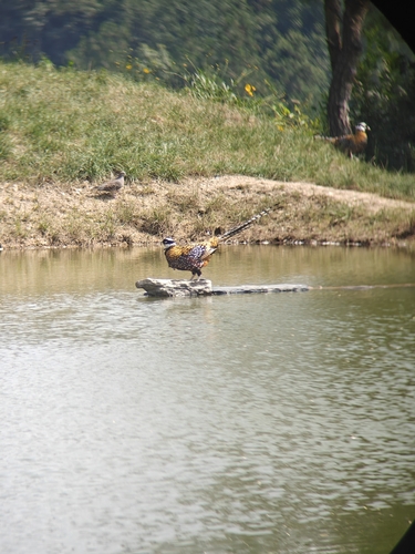Reeves's Pheasant