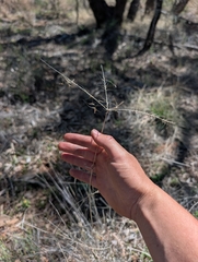 Enteropogon ramosus