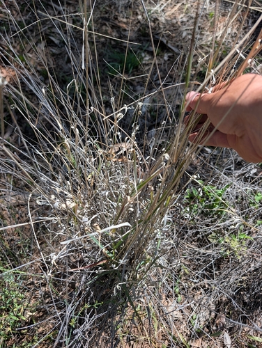 Enteropogon ramosus, photograph 2