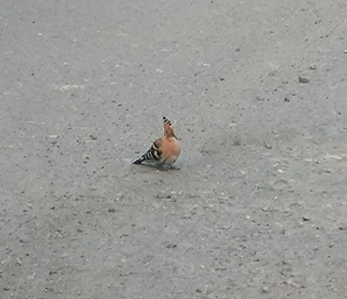 Common Hoopoe
