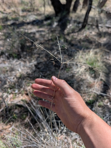 Enteropogon ramosus, photograph 3