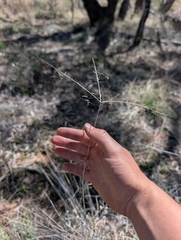 Enteropogon ramosus, photograph (c) maxark, some rights reserved (CC BY)