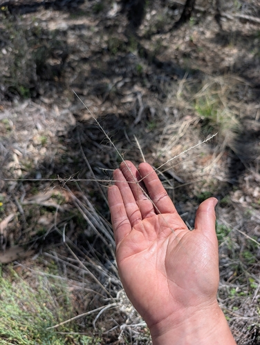 Enteropogon ramosus, photograph 4