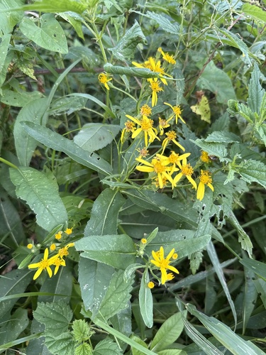 Senecio sarracenicus, photograph 6