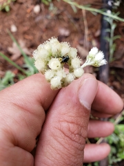 Antennaria argentea