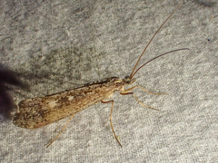 Glyphopsyche irrorata