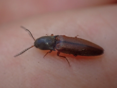 Agriotes ferrugineipennis