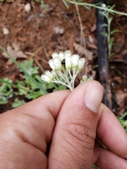 Antennaria argentea
