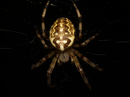 Marbled Orbweaver