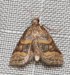 Leptosteges flavifascialis