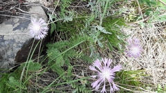 Psephellus sibiricus