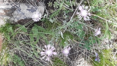 Psephellus sibiricus