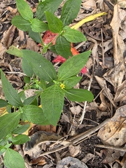 Synedrella nodiflora, photograph (c) Shelomi Doyle, some rights reserved (CC BY)