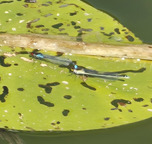 Red-eyed Damselfly