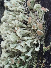 Thysanothecium scutellatum