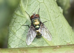 Luciliinae