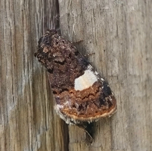 Four-spotted Moth