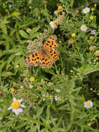 Asian Comma