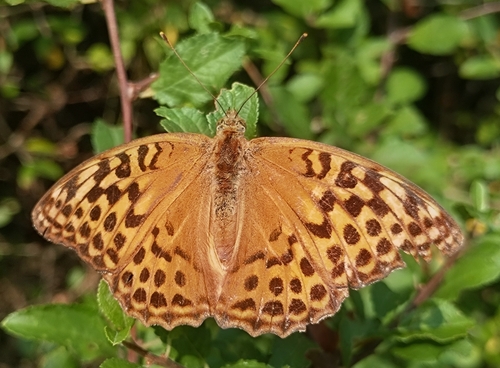 Silver-washed Fritillary