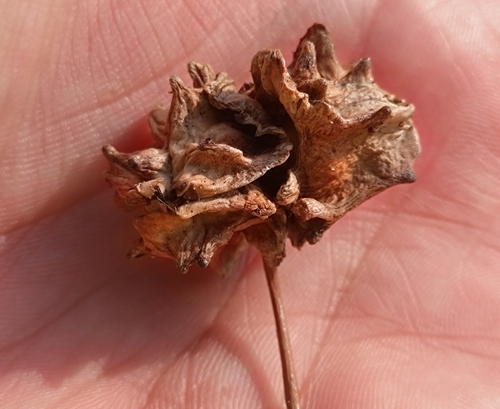 Knopper Gall Wasp