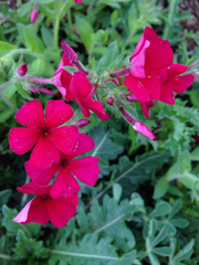 Phlox drummondii drummondii