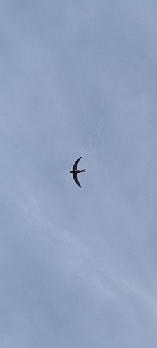 Common Swift
