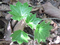 Ainsliaea acerifolia
