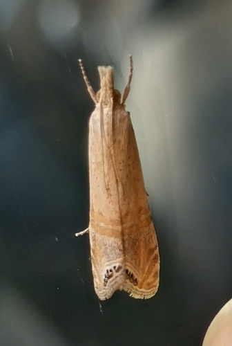 Belted Grass-veneer