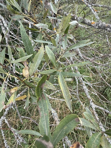 Salix gmelinii