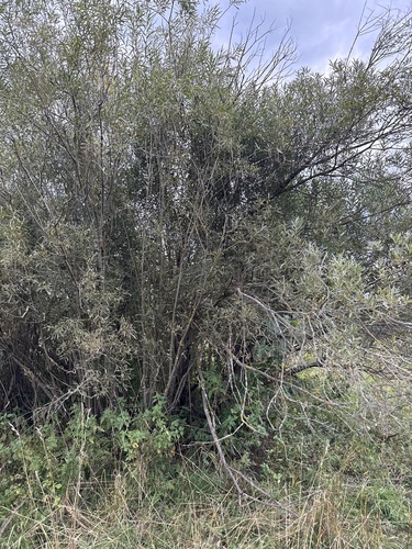 Salix gmelinii, photograph 2