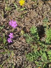 Erodium acaule
